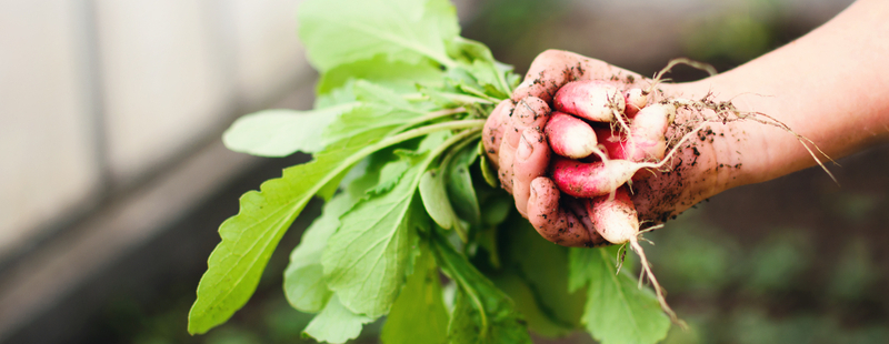 Support the Farm Collaborative today! 